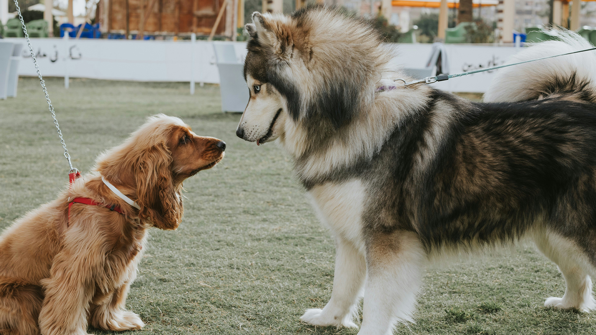 Plusieurs chien sont assis en cercle dans une cours avec des graviers pars terre
