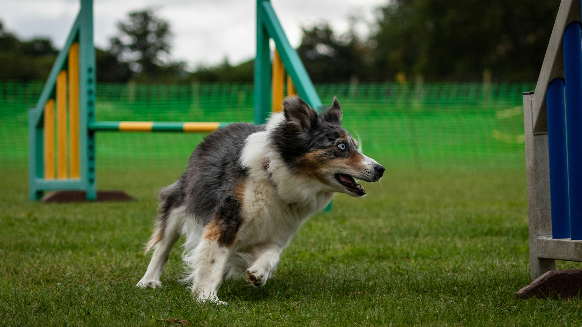 Un chien avec un chiot sur le dos dans la mer qui regarde au loin