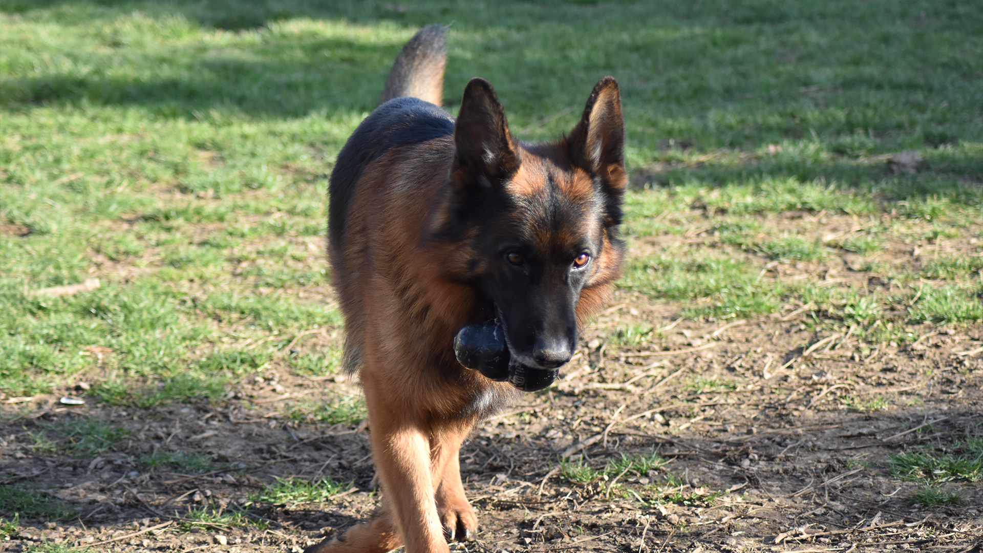 Un chien qui a un jouet dans la gueule